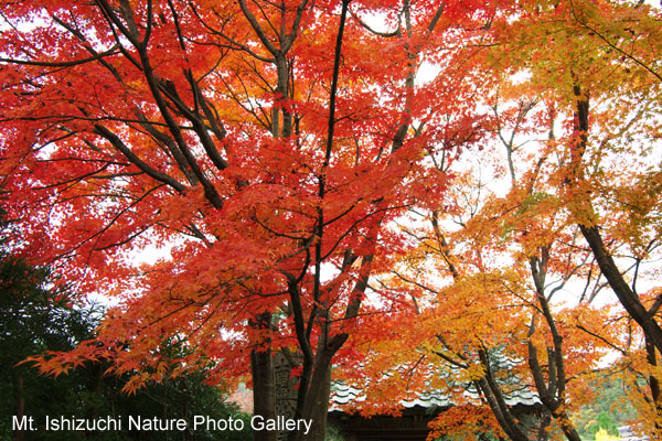 kyoto (098)